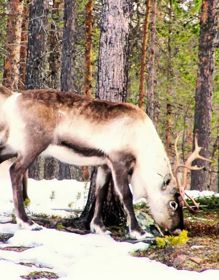 Фотография экскурсии В гостях у сказки: северные олени и секреты Парголовской мызы 1