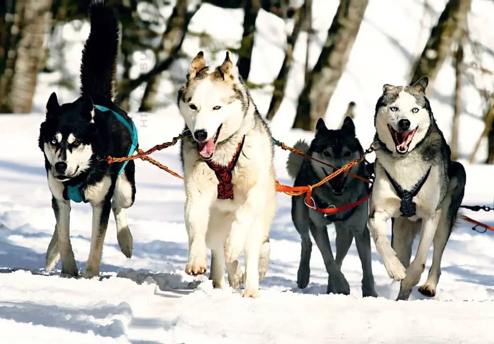 Фотография экскурсии Карелия за 1 день: Рускеала, хаски, водопады 🐾 ❄️ 1